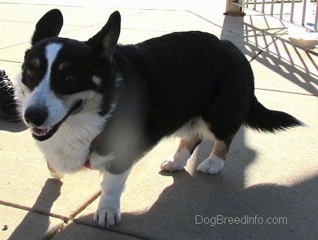 Craig the Cardigan Welsh Corgi is standing on a concrete path, next to a black shoe with its mouth open and tongue out
