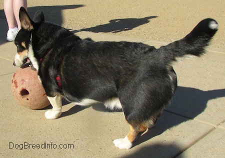 Craig the Cardigan Welsh Corgi is biting a ball that is directly in front of it