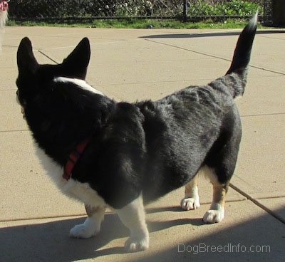 Craig the Cardigan Welsh Corgi is standing on concrete and looking at another dog in the background