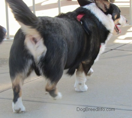 Craig the Cardigan Welsh Corgi is walking across the concrete path with its tongue out and mouth open. There is a gate behind it