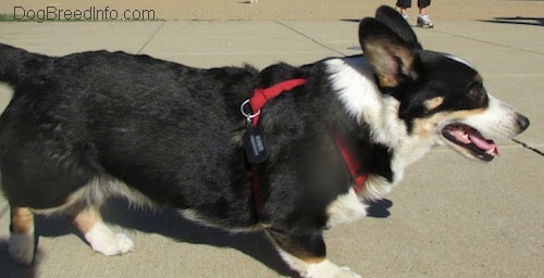 Craig the Cardigan Welsh Corgi walking across concrete with its mouth open and tongue out