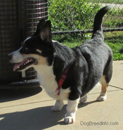 Craig the Cardigan Welsh Corgi is standing next to a trashcan in front of a chainlink fence