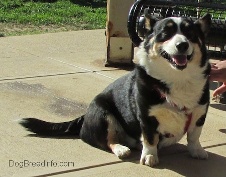 Craig the Cardigan Welsh Corgi is sitting on wet concrete with its mouth open and tongue out 