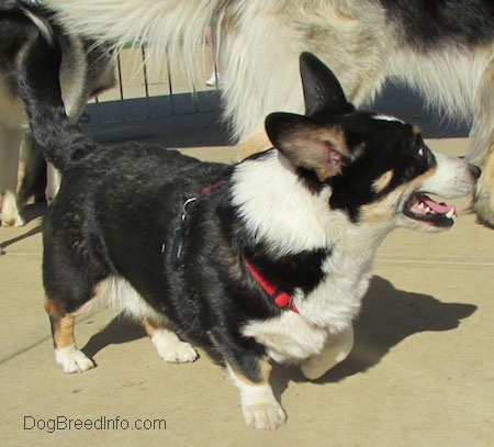 Craig the Cardigan Welsh Corgi is standing next to a longer haired dog