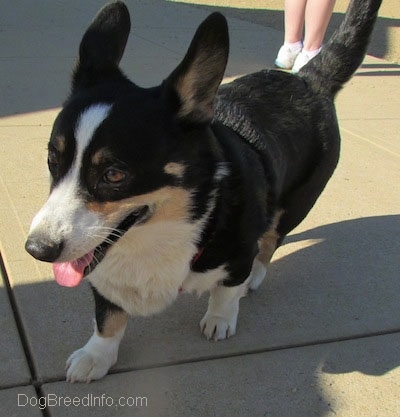 Craig the Cardigan Welsh Corgi is walking down a concrete path with its mouth open and tongue out