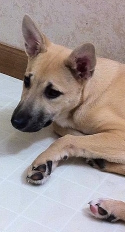 Sage the Carolina Dog is laying against a wall on a white tiled floor and looking forward