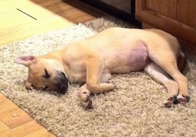 A little tan Carolina Dog as a puppy is sleeping on its side on a fuzzy rug