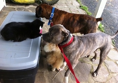 two dogs and two cats on a stone porch, Spencer the Pit Bull is smelling the black and white cat and the long haired orange cat is walking under both Spencer and Bruno the Boxer