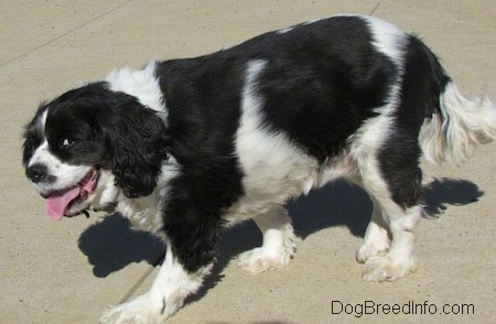 Annie the Cavalier King Charles Spaniel is walking across a concrete surface. Its mouth is open and its tongue it out