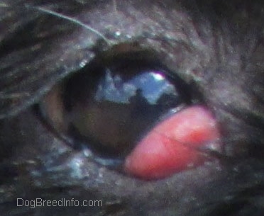Close Up - a dog's eye with a red bulging pocket in the inside corner