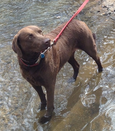Ginger the Chesapeake Bay Retriever is standing in water and looking up and to the right
