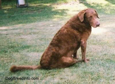 Val the Chesapeake Bay Retriever is sitting outside in a field