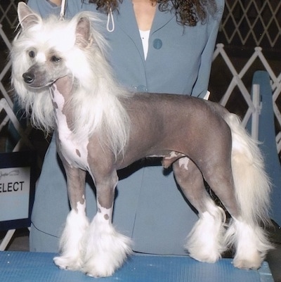 chinese hairless dog