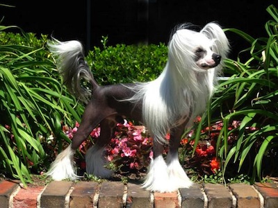 Vanitonia Monkey Business the Chinese Crested Powderpuff is standing in a garden on a brick wall