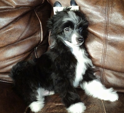 Powder puff: Black and white Chinese Crested Powderpuff dog