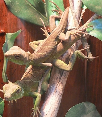 Two Chinese Water Dragons are standing upside down on a tree branch on top of one another. One is looking forward and the other one is looking to the left.