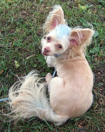 Tuffy the Chipoo has a blue Mohawk and very large ears and is laying outside in grass and looking up at the camera holder. His coat is short on his body and longer on his tail, ears and head