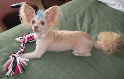 Tuffy the Chipoo with a blue mohawk is laying on top of a green blanket on a human's bed with a rope toy in front of him