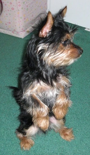 Little Heidi the black and tan Chorkie puppy is sitting on her hind legs on a green carpet with her paws up in the air and looking to the right