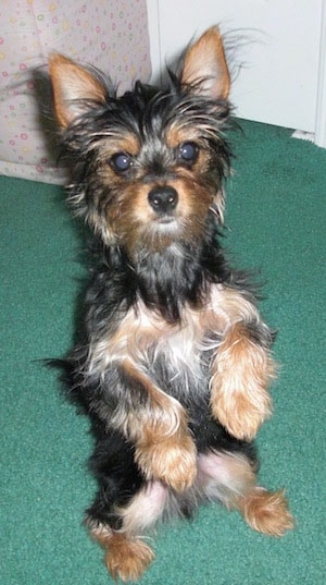 Little Heidi the black and tan Chorkie puppy is sitting on a green carpet in a house on her hind legs and looking toward the camera holder