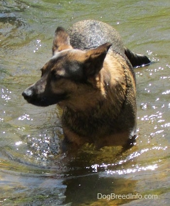 Ollie the Chow Shepherd walking in a stream and looking to the left