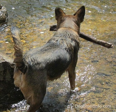 Ollie the Chow Shepherd taking a big stick back into the water