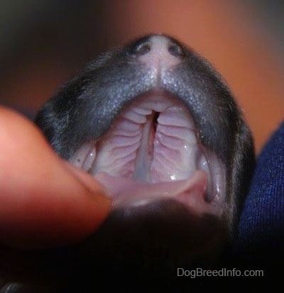 Close Up - The open mouth of a young puppy with a crack down the roof of its mouth with a finger holding the mouth open