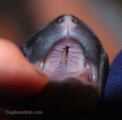 The open mouth of a young puppy showing a crack down the length of the roof of the mouth. There is a person in jeans next to them who has a finger holding open the pups mouth