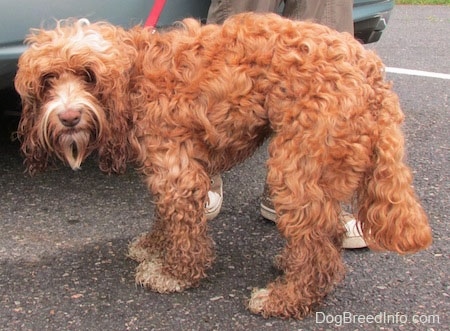Matty the curly brown with white Cockapoo is standing in front of a car in a parking lot