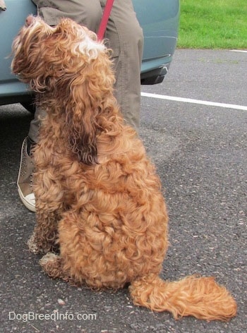 Matty the Cockapoo is sitting in a parking lot and looking up at the car that is next to him