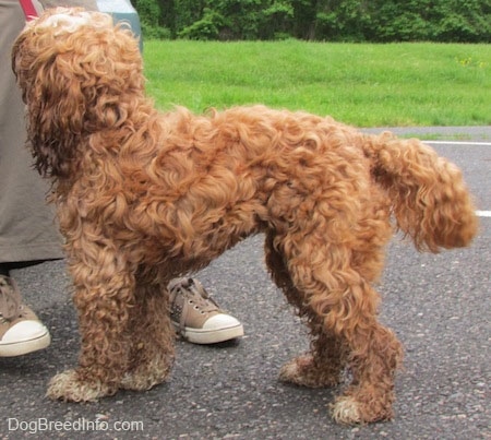 Matty the Cockapoo is standing in a parking lot and looking up at a person leaning against a car