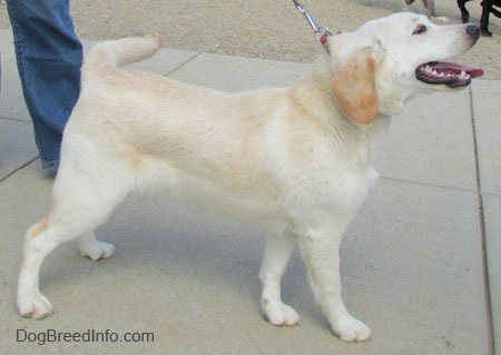 Right Profile - A tan with white Cockapoo/Labrador Retriever mix is standing on a concrete surface. Its mouth is open and tongue is out.