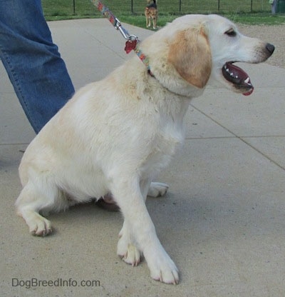 Side view - A panting, tan with white Cockapoo/Labrador Retriever mix is on a leash with someone holding the other end sitting on a concrete surface. Its mouth is open and tongue is out. It is looking and pulling to the right.