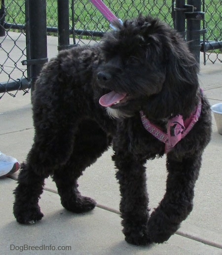 Milly the black Cockapoo is walking across a concrete path. Millys mouth is open and tongue is out. She is wearing a pink harness and leash