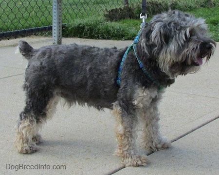 A panting grey with tan Cockapoo/Yorkie mix is standing on a concrete surface.