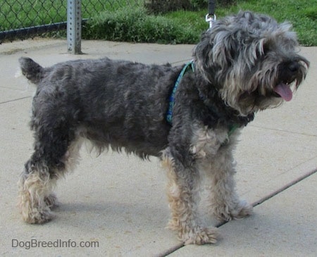 Right Profile - A wavy coated, grey with tan Cockapoo/Yorkie mix is standing on a concrete surface. Its mouth is open and tongue is out