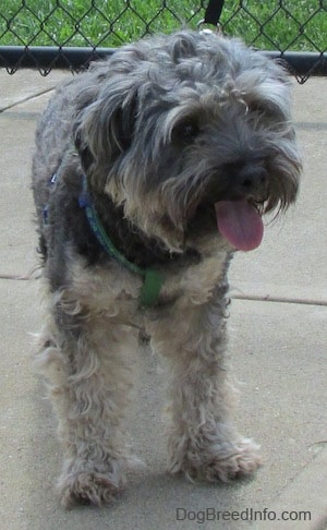 View from the front - A wavy-coated, grey with tan Cockapoo/Yorkie mix is standing on a concrete surface and behind it is a chainlink fence. It is looking to the right. Its mouth is open and tongue is out.