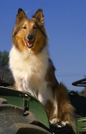 Close Up - Buddy the Rough Collie is sitting on a green parked tractor with the blue sky behind him. His mouth is open and it looks like he is smiling