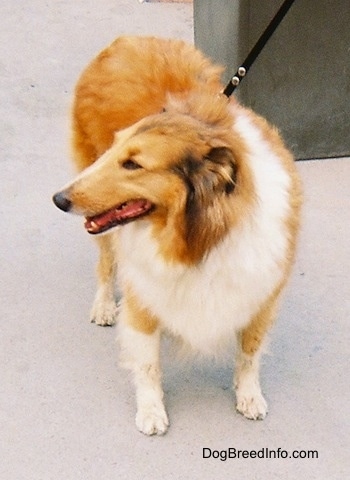A brown, white, and black Rough Collie is standing on a concrete walkway and looking to the left with a trash can behind it