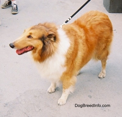A tan, white and black Rough Collie is standing on a concrete street and its mouth is open and tongue is out