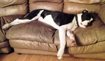 Daisy the black and white Colorado Bulldog is stretched out laying on a brown leather couch