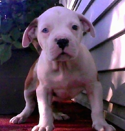 EBDK's Atlas the Colorado Bulldog as a puppy is standing next to a potted plant outside in front of a white sided house