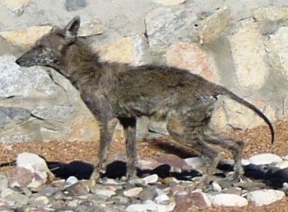 The left side of a Coyote with a bad case of mange and it is standing on rocks