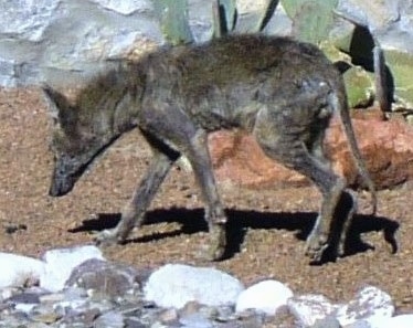 The left side of a Coyote with a bad case of mange walking across dirt