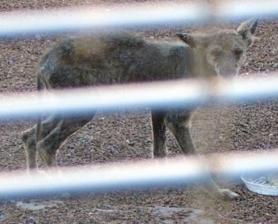 Picture taken through a fence - Coyote with a bad case of mange walking in dirt
