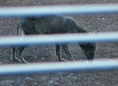 Picture taken through a fence - Coyote with a bad case of mange eating out of a food bowl
