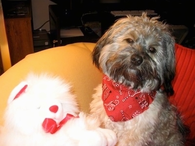 Buddy of Mine the dog is sitting on a yellow beanbag chair next to a white plush teddy bear. He is wearing a red bandana