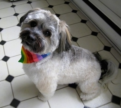 Buddy of Mine the Dog is sitting on a tiled floor and looking a the camera holder. He is wearing a rainbow bandana