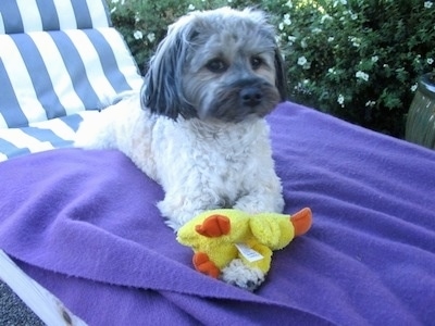 Buddy of Mine the Dog is laying on a beach chair on top of a towel and a plush doll is in its front paws.