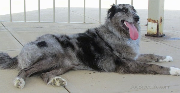 Side view - A panting, black and grey with white Catahoula Leopard Dog/Collie/Great Pyrenees mix is laying on a concrete surface.